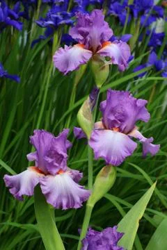 Garden iris Stock Photos