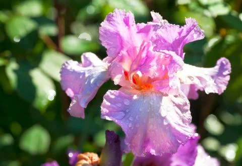 Garden iris Stock Photos