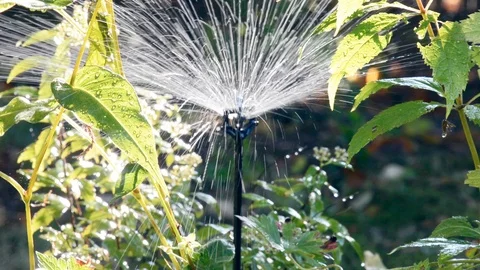 Garden irrigation with an automatic watering system Stock Footage 96076607