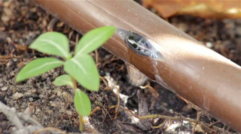 Garden Irrigation Drip pipe B Stock Footage 41684664