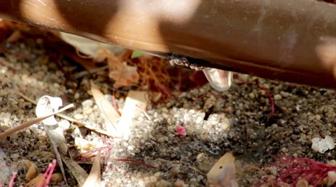 Garden Irrigation Drip pipe C Stock Footage 41684245