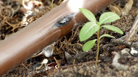 Garden Irrigation Drip pipe A Stock Footage 41684425