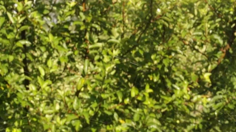 Garden Irrigation Video stock 108935845