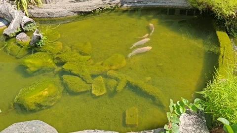 Garden Koi Pond with Algae-Covered Rocks Video stock 328565905