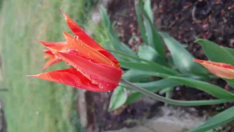 Garden, landscape and nature photography Stock Photos