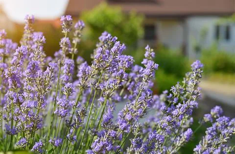 Garden lavender or narrow-leaved lavender growing a in the backyard. Stock Photos