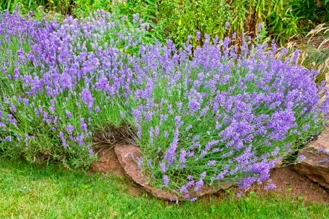 Garden lavender Stock Photos