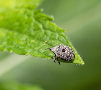 Garden leaf scraper Stock Photos