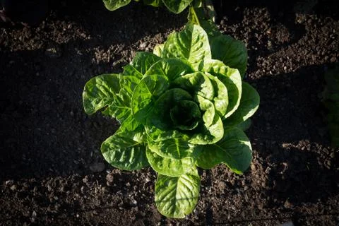 Garden lettuce Stock Photos