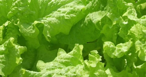 Garden Lettuce00733373 Video stock 152582904