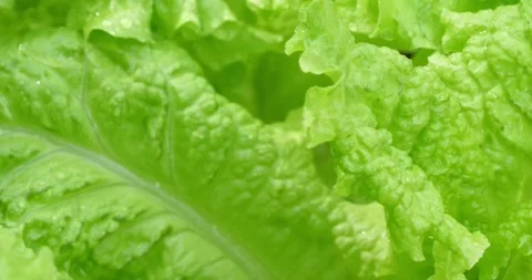 Garden Lettuce00819546 Video stock 152582814