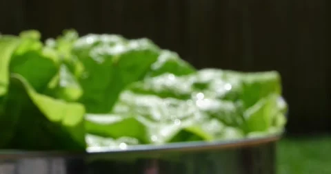 Garden Lettuce00826409 Video stock 152582971