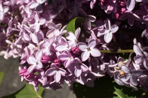Garden lilac Stock Photos