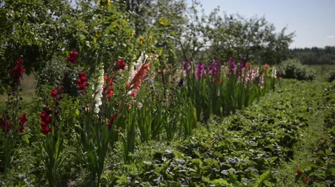 Garden with lilies Stock Footage 60659079