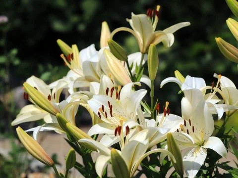 Garden lily Stock Photos