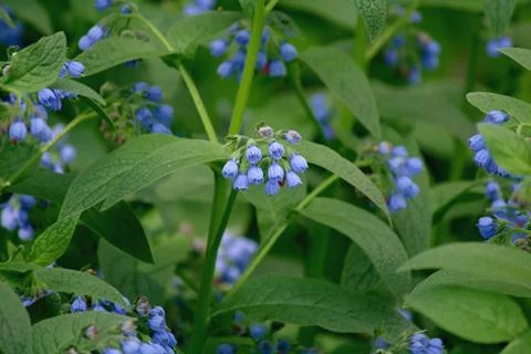 A garden little blue bells flower and green leafs. Stock Photos