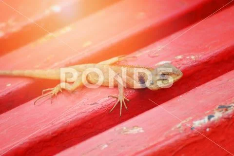 Garden lizard asia reptile wildlife (Oriental garden lizard) Stock Photos
