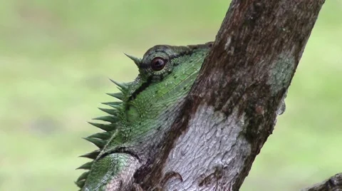 Garden lizard camouflaged on the branch Video stock 60746120