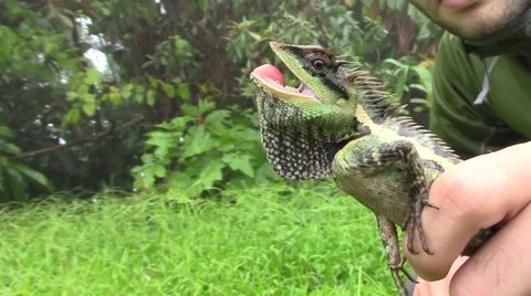 Garden lizard caught in the jungle Video stock 60746086