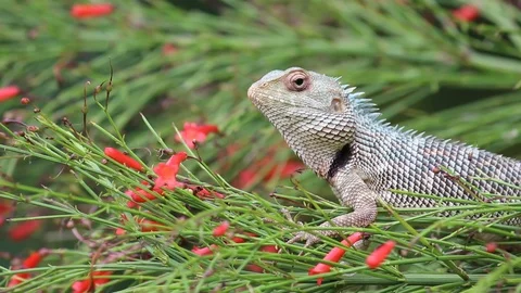Garden Lizard Stock Footage 103508013