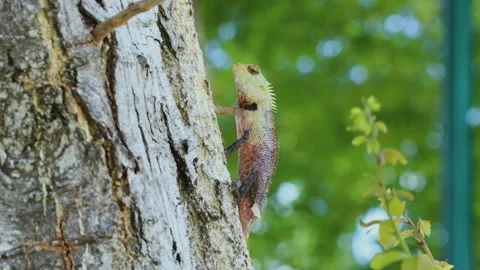 Garden lizard Stock Footage 139098560