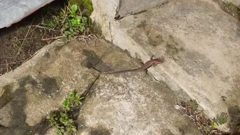 Garden lizard Stock Footage 171549943