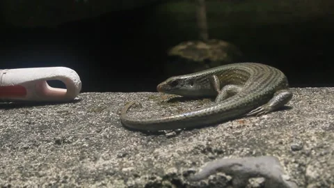 A garden lizard Stock Footage 219627977