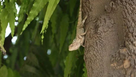 Garden lizard Stock Footage 236970695