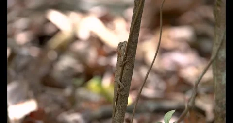 Garden Lizard Head and Eye Movement with Jump on Tree Wildlife India Stock Footage 332760127