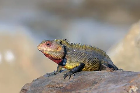 Garden Lizard Foto stock