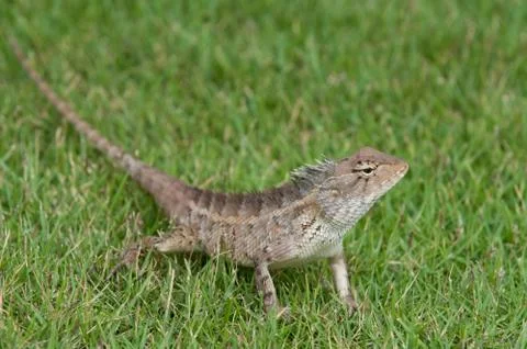 Garden Lizard Stock Photos