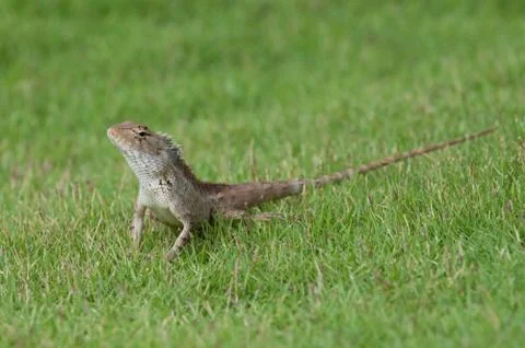 Garden Lizard Stock Photos