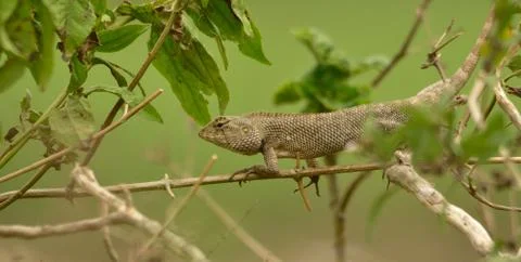 Garden lizard Foto stock