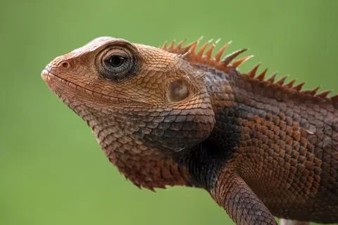 Garden lizard Stock Photos