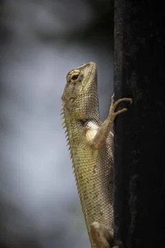 Garden lizard Stock Photos
