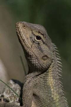 Garden lizard Stock Photos