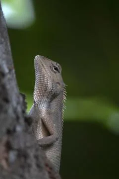 Garden lizard Stock Photos