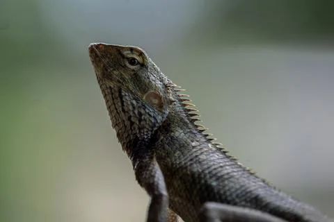 Garden lizard Stock Photos