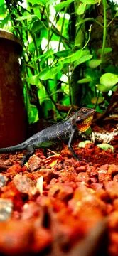 Garden Lizard Stock Photos