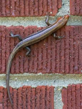 Garden lizard on red brick wall Stock Photos