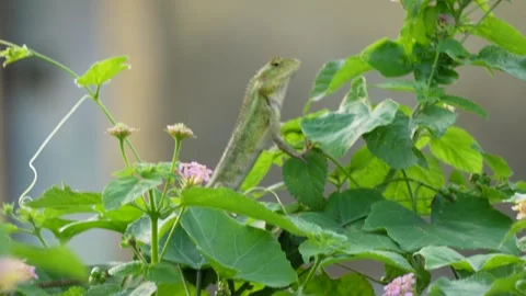 A garden Lizard resting on the leaf Stock Footage 319928689