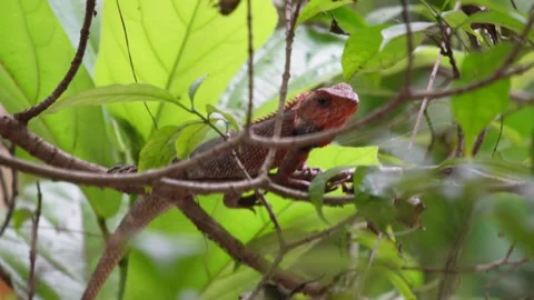 A Garden Lizard resting on Tree Branch Stock Footage 312778917