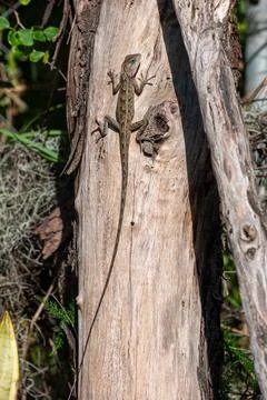 Garden lizard resting on a tree trunk, warming up in the early morning sun,.. 库存照片