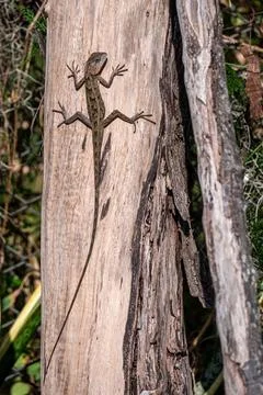 Garden lizard resting on a tree trunk, warming up in the early morning sun,.. Photos
