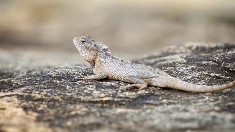 Garden Lizard Rests on a Rock and Looks Around Vidéo 75003287