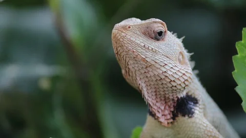 Garden Lizard Sitting firmly between the Leaves of a Plant Stock Footage 103799819