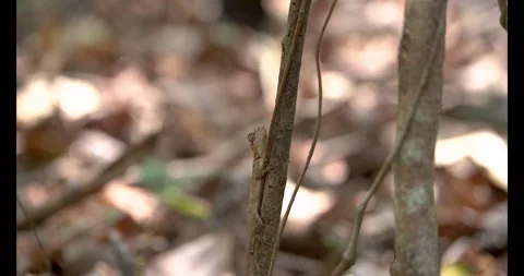 Garden Lizard Sitting with Head and Eye Movement on Tree Wildlife India Stock Footage 332760094