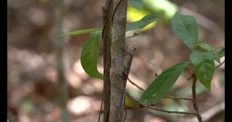 Garden Lizard Sitting Still Mid Frame on Tree Natural Wildlife Scene Stock Footage 332760084