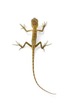 Garden lizard on white background Stock Photos