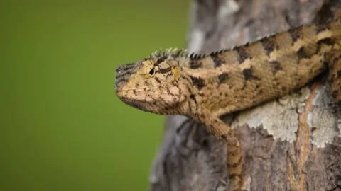 Garden lizards are relaxing on tree branches. Close up chameleon details Stock Footage 133612904